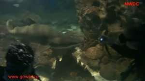 Turkuazoo Shark Dive Experience (HD)