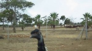 Страус Эму ....глупый Эму