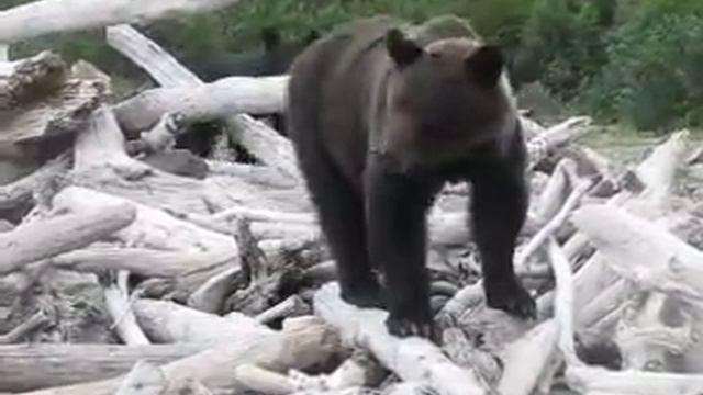 медведица и медвежонок не стали есть фотографа смотреть онлайн