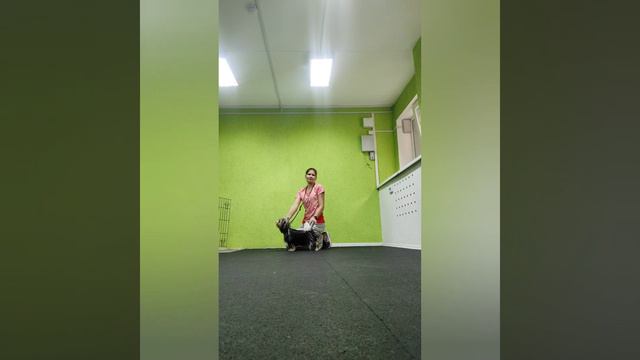бивер терьер тренировка