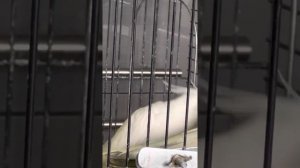 Пение Птенца -Самца Кореллы.