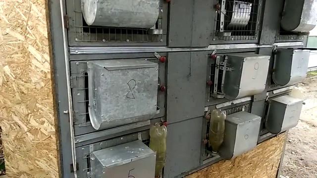 Клетка для выращивания кроликов (часть 1)
