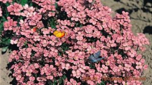 Арабис кавказский Пинки (arabis caucasica) ? арабис Пинки обзор: как сажать рассада арабиса Пинки