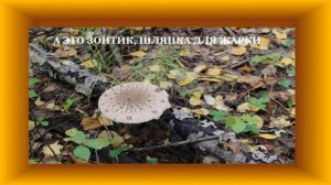 Фотоальбом. Дары леса. Грибы в Татарстане.  Программа PowerPoint