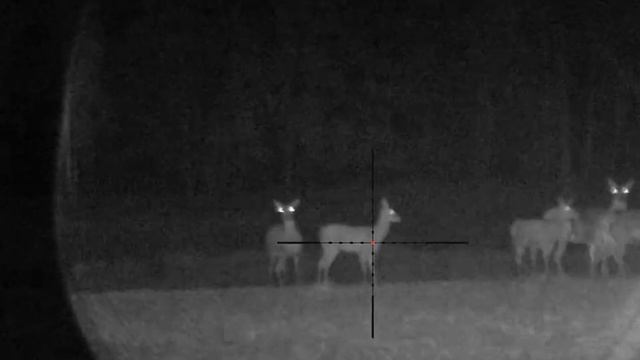 охота на благородного оленя с подхода 2023. pulsar digex c 50. добыт сеголеток смотреть онлайн