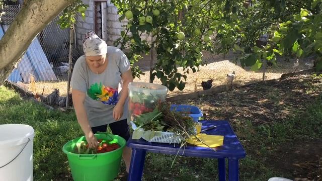 КВАСИМ ПОМИДОРЫ ?