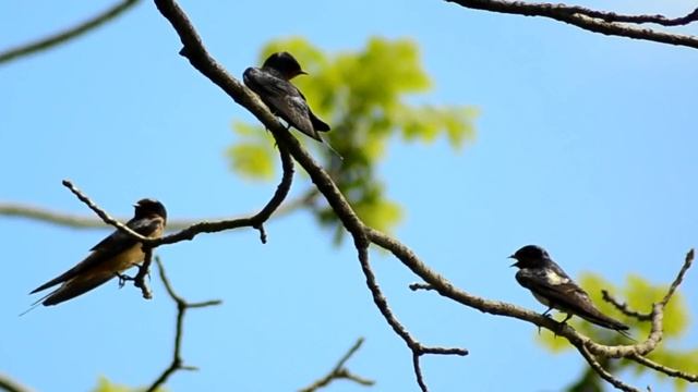 Barn swallow bird call / song / sound смотреть онлайн