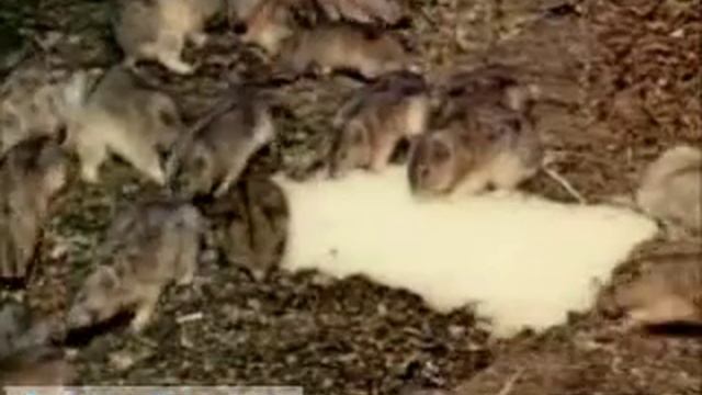 Lemming Migration