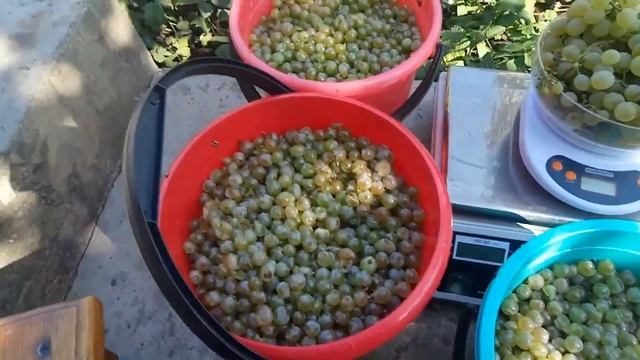 Виноград Косоротовский универсальный сорт