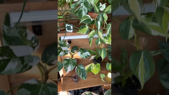 Моя коллекция растений / Обзор коллекции комнатных растений ??