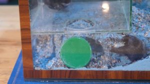 СМОЖЕТ ЛИ ПЕСЧАНКА ВЫТЯНУТЬ БРАТА из ТЮРЬМЫ?