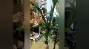 Как собрать Светильник Лилия