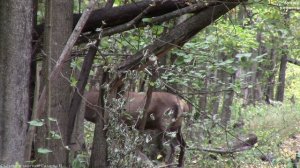 Олени во время гона в активном поиске даже днём || red deer during the rut