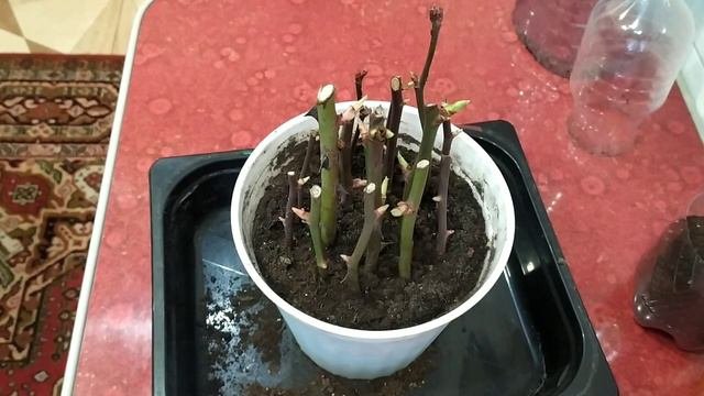 Есть результат!!! Укоренение отростков от черенков роз.