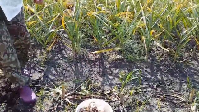 КУПИЛА ВЕДРО ЧЕРНИКИ // ВЫКОПАЛИ ЛУК АНЗУР // ПЕРЕДЕЛАЛА КУЧУ РАБОТЫ // ЖИВЕМ В ДЕРЕВНЕ смотреть онлайн