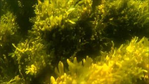 Колвицкая губа