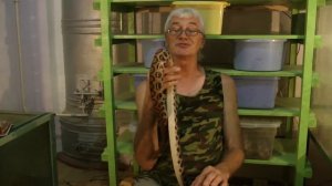 Укусы змей. Рассказывает Владимир Ефанов хозяин террариума Сазаган.