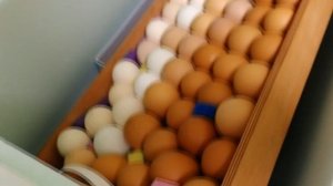 Инкубатор Матрица Дели,наш первый опыт.