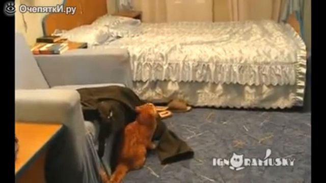 Даже коты не любят Бибера!!! смотреть онлайн