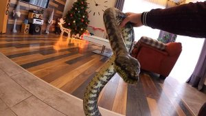 ВОЛК СПАС ПОТЕРЯВШИХСЯ Девушек из леса