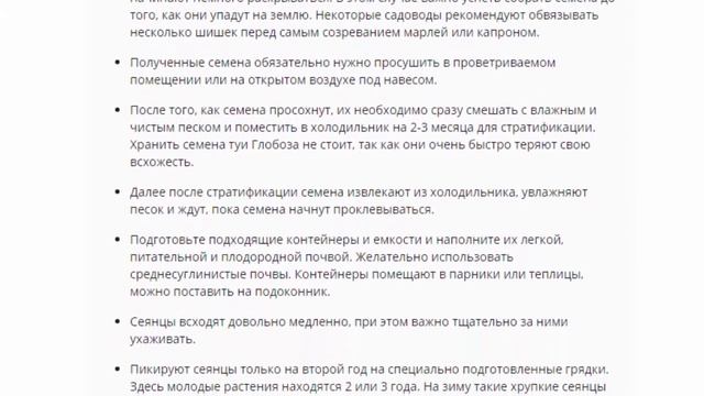 Туя Глобоза, посадка и уход