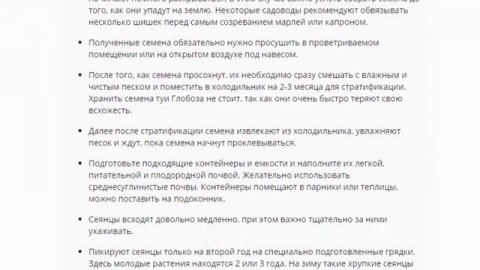 Туя Глобоза, посадка и уход