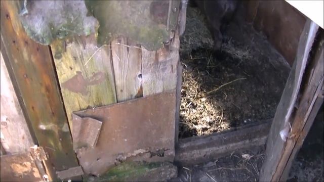 Вьетнамский кабан производитель