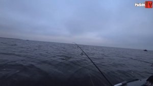 Креницы. Раздача окуня на Ладоге в октябре 2021г.  Клевая рыбалка.  Ладожское озеро.