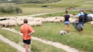 Новая Зеландия страна Овец!