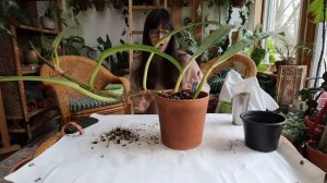 repotting even more plants, decorating my porch for Christmas, and tidying the plant room!