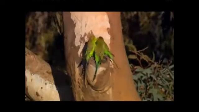 Жизнь волнистых попугаев в природе смотреть онлайн
