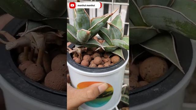 tanaman yang bentuknya lucu banget !! sansevieria pinguicula yang minim perawatan