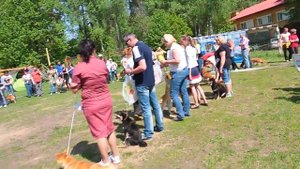 ПЛАНЕТА СИБА ИНУ выставка собак