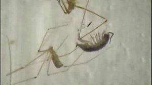 Die Große Zitterspinne (Pholcus phalangioides), Ethologie