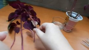 Колеус. Обрезка.