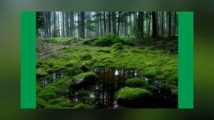 Проект по биологии 5 класс. МХИ.