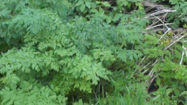 10 Самых Опасных Растений На Планете! смотреть онлайн