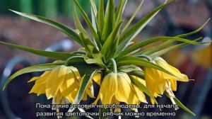 Почему не цветет рябчик императорский, одни листья