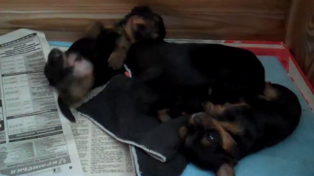 Щенок дрыгает ногой во сне смотреть онлайн