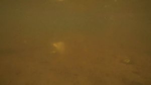 ДЕТСКАЯ РЫБАЛКА БАНКОЙ! Подводная съемка рыб! Good Boy Mark ловит рыб,игры на реке. Видео для детей