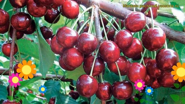 Черешня Одринка. Краткий обзор, описание характеристик, где купить саженцы prunus avium Odrinka смотреть онлайн