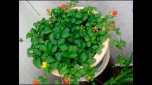 Дюшенея индийская