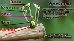 ? Сделай ЭТО пока ЦВЕТЕТ ВИНОГРАД! Узнай ТИП ЦВЕТКА чтобы знать какую АГРОТЕХНИКУ ПРИМЕНЯТЬ.
