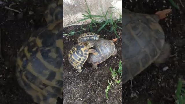 Личная жизнь и секс черепах в условиях практический дикой природы