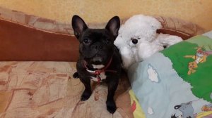 Французский бульдог Ася гавкает под дудочку