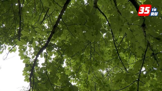 В Череповце зацвели каштаны смотреть онлайн