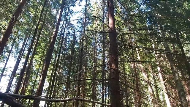 Бушкрафт | Сон в лесу | Поход выходного дня смотреть онлайн