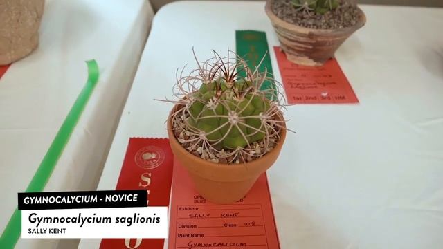 Cactus Id: Gymnocalycium mihanovichii, gymnocalycium saglionis - gymnocalycium Cactus gymnocalycium смотреть онлайн