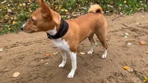 Басенджи в 9 месяцев или электроошейник для собаки | Basenji 9 months old