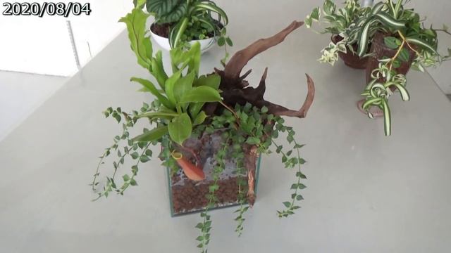 観葉植物の手入れと育て方🍃寄せ植えその後、ハイドロカルチャーも♪Care for House Plants🌱& Semi-Hydroponics смотреть онлайн